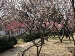 -无锡梅园公园