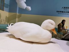 -RU DUCK柯尔鸭公社·撸鸭俱乐部·羊驼·小香猪