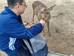 -奈良公园