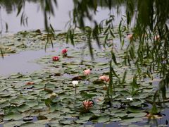 -白鹭湾湿地公园