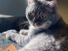 -猫猫幼稚园·撸猫·桌游·电玩