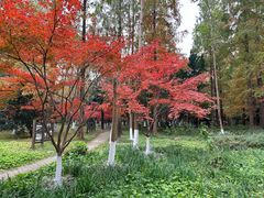 -东平国家森林公园