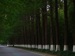 -黄海国家森林公园