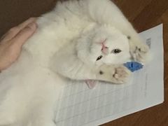 -瑞派宠物医院·犬猫全科·猫友好(宾水西道店)