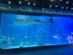 -烟台海昌鲸鲨海洋公园