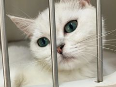 -唐小姐の私宠·宠物洗护美容·撸猫馆·购宠(周浦万达旗舰店)