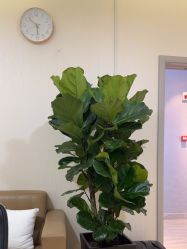 -上海首尔丽格医疗美容医院