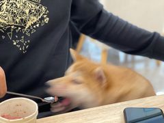 -柴犬小屋·柴餐厅·狗咖食堂(金鼎广场店)
