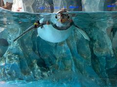 -帝企鹅自助餐厅•儿童岛•真企鹅(长隆企鹅酒店)