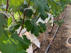 -马陆小张葡萄园农家乐