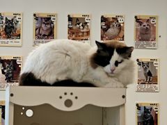 -有喵·猫咖·狗咖·30几只猫10只小狗(岗厦店)