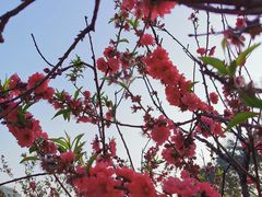 -南国桃园旅游度假区