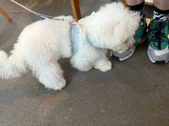 -翊宠yipet猫狗购宠庄园犬舍•猫舍