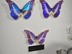 -上海昆虫博物馆