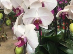 -金陵花卉交易市场