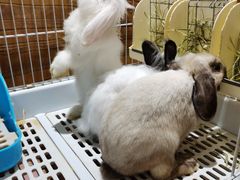 -猫猫幼稚园·撸猫·桌游·电玩