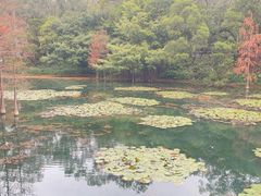 -荔湾湖公园