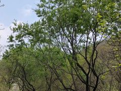 -白水寺森林公园