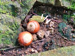 -上海佘山国家森林公园天马山园