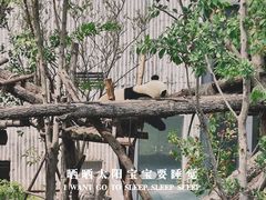 -成都大熊猫繁育研究基地