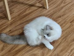 -MOCHA明星猫咖(田子坊店)