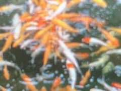 -侠成水上农庄(工业大道店)