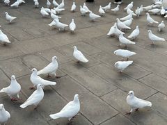 -天津妈祖文化园