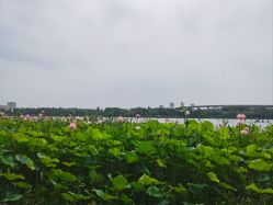 -剑鱼皮划艇俱乐部(石湖基地)