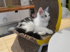 -猫亿天猫咖