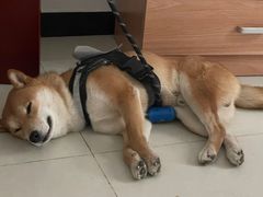 -宠福鑫康馨动物医院·骨科·眼科