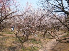 -香雪海