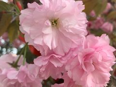 -古柏渡飞黄旅游区