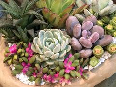 -双季花艺园艺市场(浦东店)