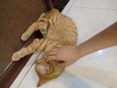 -大观园影院式足浴Spa店(沙坪坝店)