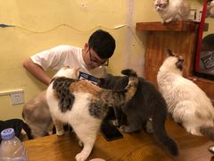 -猫色咖啡·猫咖