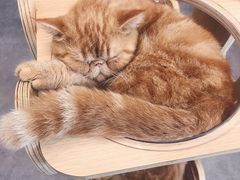 -飞行喵MR PILOT|猫舍·猫咖(静安大融城店)