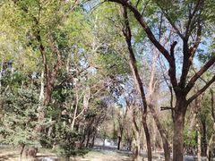 -枫花园汽车电影院(朝阳公园店)