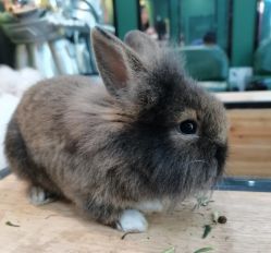 -神奇动物撸宠馆·羊驼·小浣熊·异宠(豫园店)
