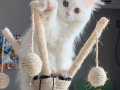 -佳雯宠物医院·皮肤科·内外科(春晓路分院)