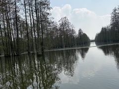 -池杉湖湿地公园