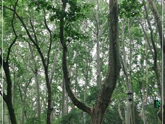 -紫金山山顶公园