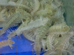 -金瑞轩大酒楼·顺德鱼生·粤菜海鲜(东江国际店)