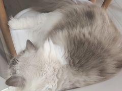 -喵的天空名猫咖啡馆·撸猫·猫舍·用品