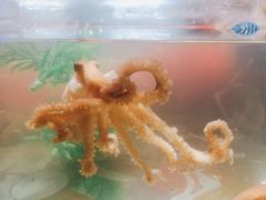 鲜活章鱼-V-ONE西雅图海鲜自助餐厅(仓山万达广场店)