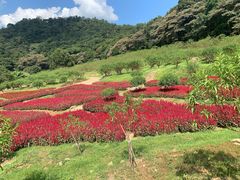 -广州市石门国家森林公园