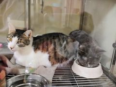 -芭比堂宠物医院·全科爱猫医院·仁德分院