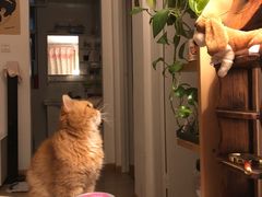 -纳吉亚猫专科动物医院(康都外科中心)