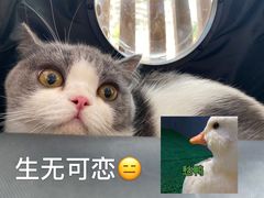 -灵美宠物诊所