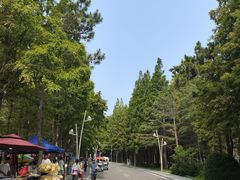 -日照海滨国家森林公园
