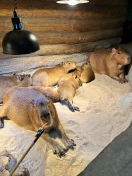 -Zoolung Zoolung动物主题公园(海信广场店)